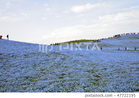 Nemophila of Hitachi Beach Park # 59 Nemophila of Hitachi Beach Park # 59 47722195