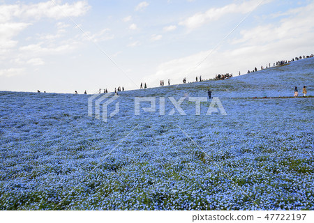 日立海灘公園的Nemophila#57 日立海灘公園的Nemophila#57 47722197