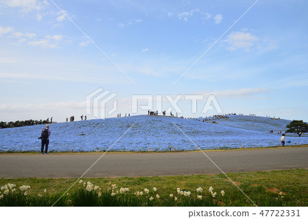 日立海灘公園的Nemophila#67 日立海灘公園的Nemophila#67 47722331
