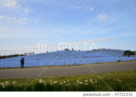 日立海灘公園的Nemophila#66 日立海灘公園的Nemophila#66 47722332