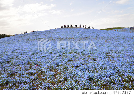 海濱公園#61的Nemophila 海濱公園#61的Nemophila 47722337