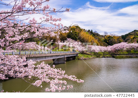 (Chiba) Cherry blossoms at Boso-Sakuma Dam lake (Chiba) Cherry blossoms at Boso-Sakuma Dam lake 47722445
