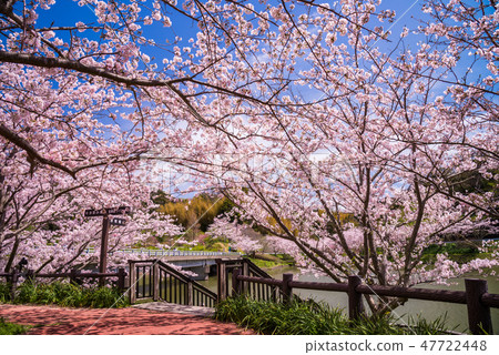 (Chiba) Cherry blossoms at Boso-Sakuma Dam lake 47722448