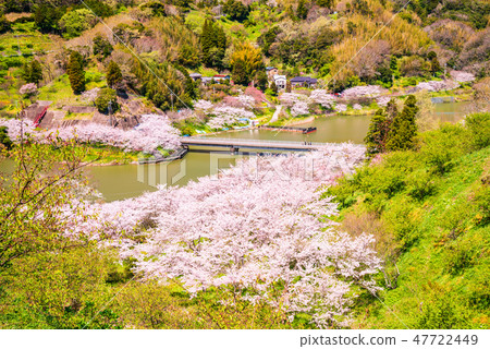 (Chiba) Cherry blossoms at Boso-Sakuma Dam lake 47722449