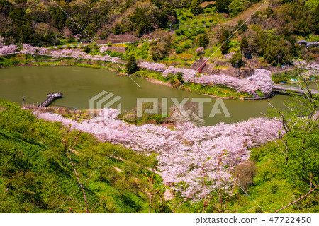 (Chiba) Cherry blossoms at Boso-Sakuma Dam lake (Chiba) Cherry blossoms at Boso-Sakuma Dam lake 47722450