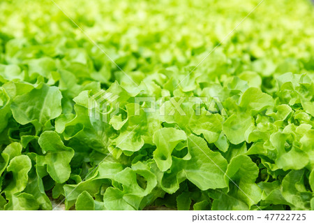 Close up of young hydroponics vegetables 47722725