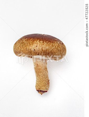 Shiitake mushrooms _ 02 47722828