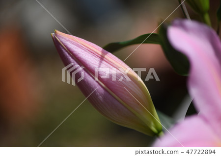Bud of oriental lilies Bud of oriental lilies 47722894
