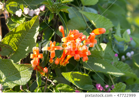 Orange Pyrostegia Venusta flower Orange Pyrostegia Venusta flower 47722999