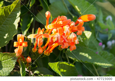 Orange Pyrostegia Venusta flower Orange Pyrostegia Venusta flower 47723000