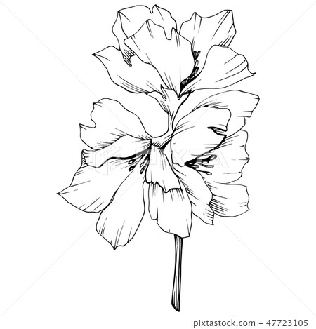 Vector Appe blossom floral flowers. Black and white engraved ink art. Isolated apple blossom flower 47723105
