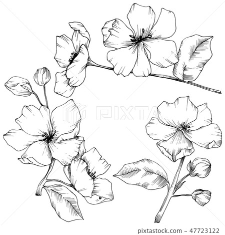 Vector Appe blossom floral flowers. Black and white engraved ink art. Isolated apple blossom flower 47723122