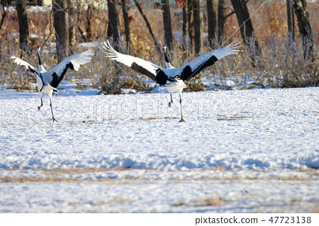 Hokkaido Kushiro Red-Crowned Crane Tsurui Village Tsuru Hokkaido Kushiro Red-Crowned Crane Tsurui Village Tsuru 47723138