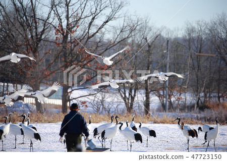 Hokkaido Kushiro Red-Crowned Crane Tsurui Village Tsuru 47723150