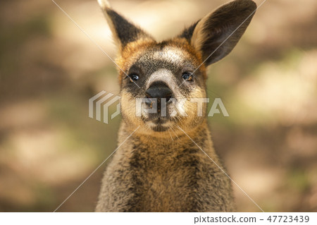 Swamp Wallaby Swamp Wallaby 47723439
