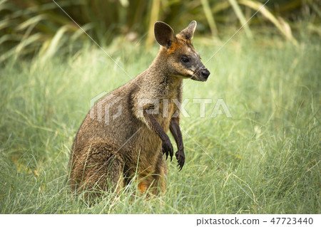 Swamp Wallaby 47723440
