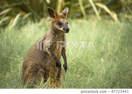 Swamp Wallaby 47723441