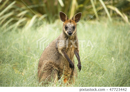 Swamp Wallaby 47723442