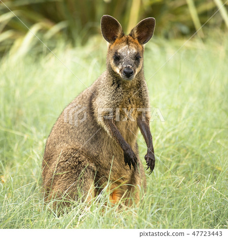 Swamp Wallaby 47723443