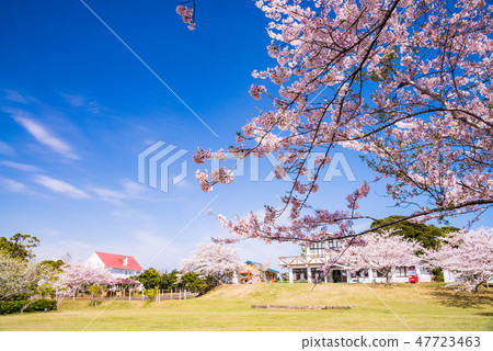 (Kamogawa City, Chiba Prefecture) Sakura Bloom, Tomomizuka One Battlefield Park 47723463