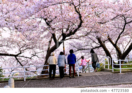寶塚中山櫻台公園櫻花盛開和大阪平原 寶塚中山櫻台公園櫻花盛開和大阪平原 47723580