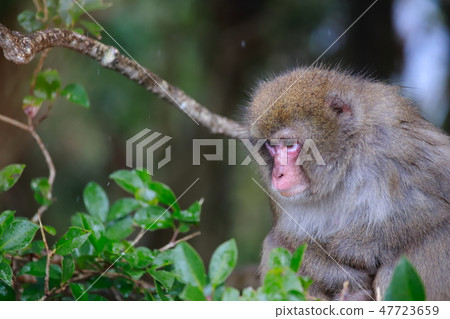 一隻猴子 47723659
