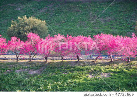 Blossoming plum trees in the park Blossoming plum trees in the park 47723669