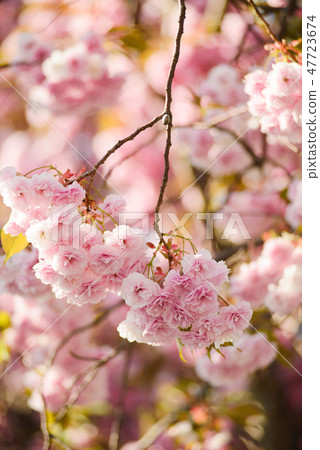 Blossoming sakura Blossoming sakura 47723674