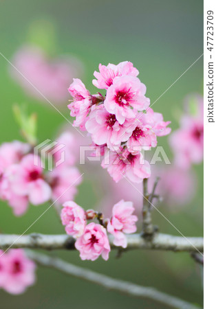 Flowers of peach tree Flowers of peach tree 47723709