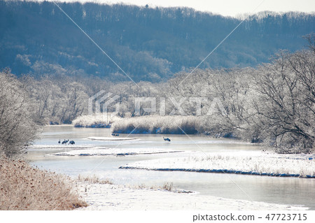 Tsurui Hokkaido Kushiro Red-Crowned Crane Tsurui Village Tsurukawa Otowabashi Tsurui Hokkaido Kushiro Red-Crowned Crane Tsurui Village Tsurukawa Otowabashi 47723715