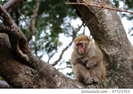 一隻猴子 47723763