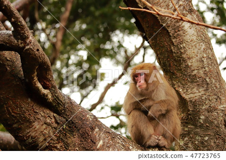 一隻猴子 47723765