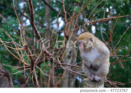 一隻猴子 47723767