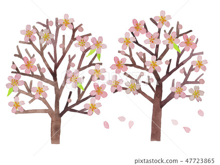 白色背景 白底 樹木 47723865