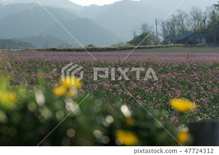 Tottori walk in four seasons autumn Rakkyo flower Tottori walk in four seasons autumn Rakkyo flower 47724312