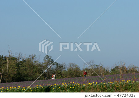 鳥取走在四季秋天的Rakkyo花 47724322