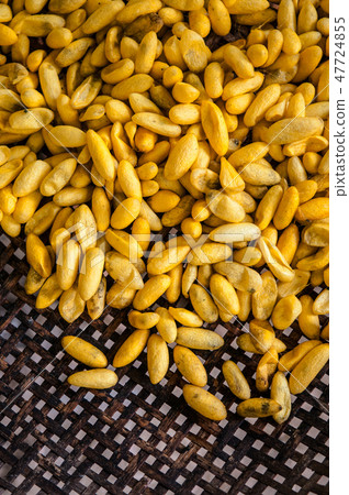 Thai sericulture silkworm cocoons, Thailand Thai sericulture silkworm cocoons, Thailand 47724855