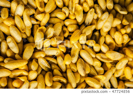 Thai sericulture silkworm cocoons, Thailand Thai sericulture silkworm cocoons, Thailand 47724856
