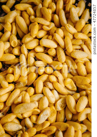 Thai sericulture silkworm cocoons, Thailand 47724857