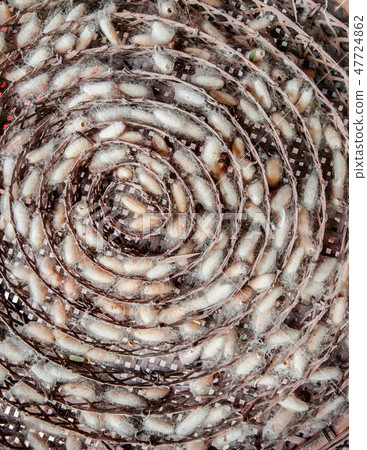 Silkworm cocoons in bamboom nest tray 47724862