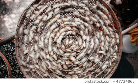 Silkworm cocoons in bamboom nest tray 47724863