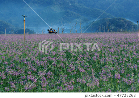 Tottori walk in four seasons autumn Rakkyo flower 47725268
