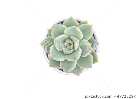 Top view of small cactus isolated on white Top view of small cactus isolated on white 47725287