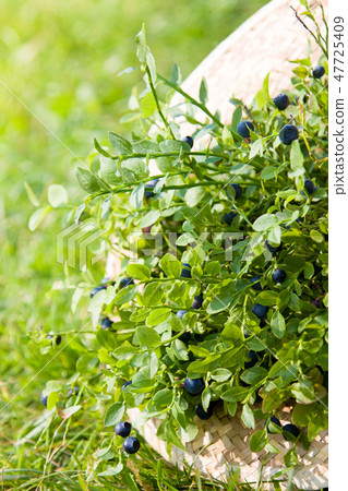 Blueberries in hat in summer Blueberries in hat in summer 47725409