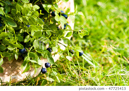 Blueberries in hat in summer Blueberries in hat in summer 47725413
