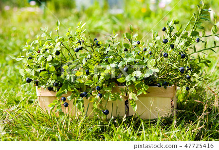 Blueberries in basket in summer Blueberries in basket in summer 47725416