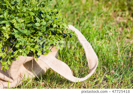 Blueberries in cloth bag in summer 47725418
