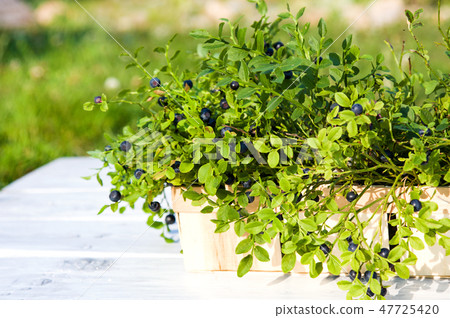 Blueberries in basket in summer Blueberries in basket in summer 47725420