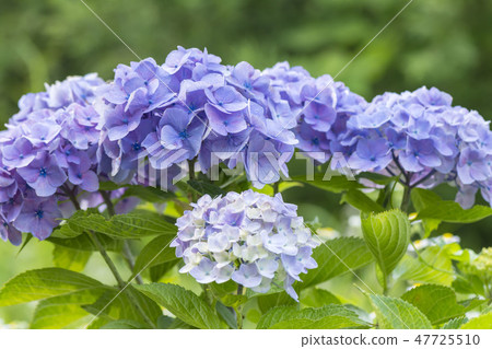 Hydrangea 47725510