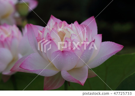 Lotus O lot Botanic lotus lotus Numazu shizuoka 47725733